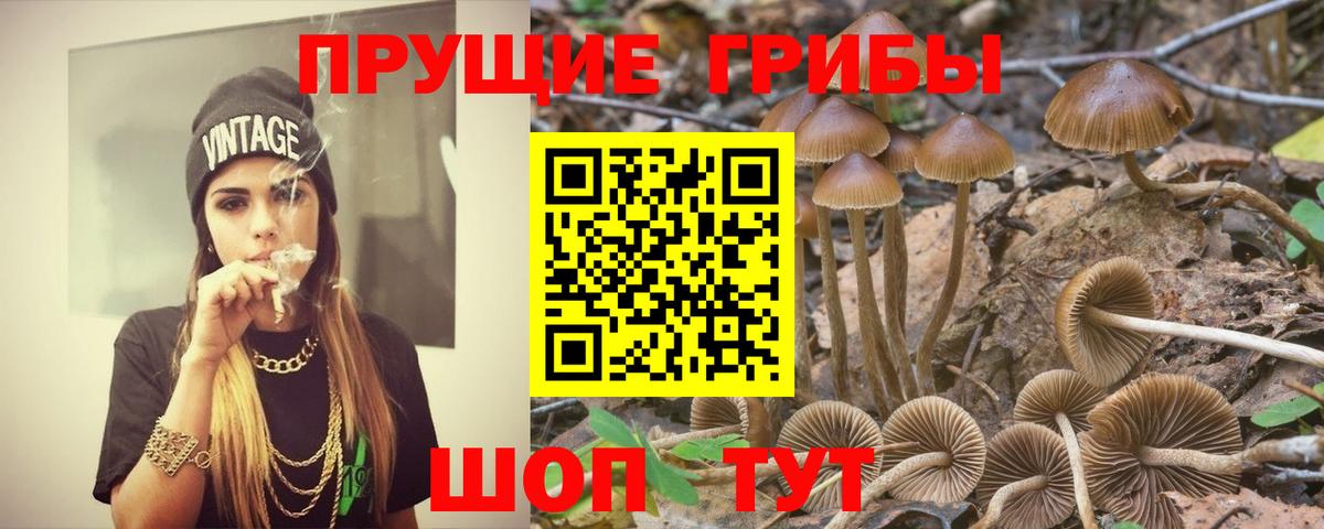 Тавда  Псилоцибиновые грибы Cubensis  Вход с VPN  Галлюциногенные грибы MAGIC MUSHROOMS 